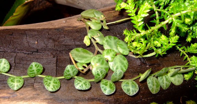 Peperomia Prostrata