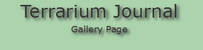 Terrarium Journal Gallery Page