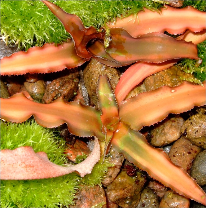 Cryptanthus sp.