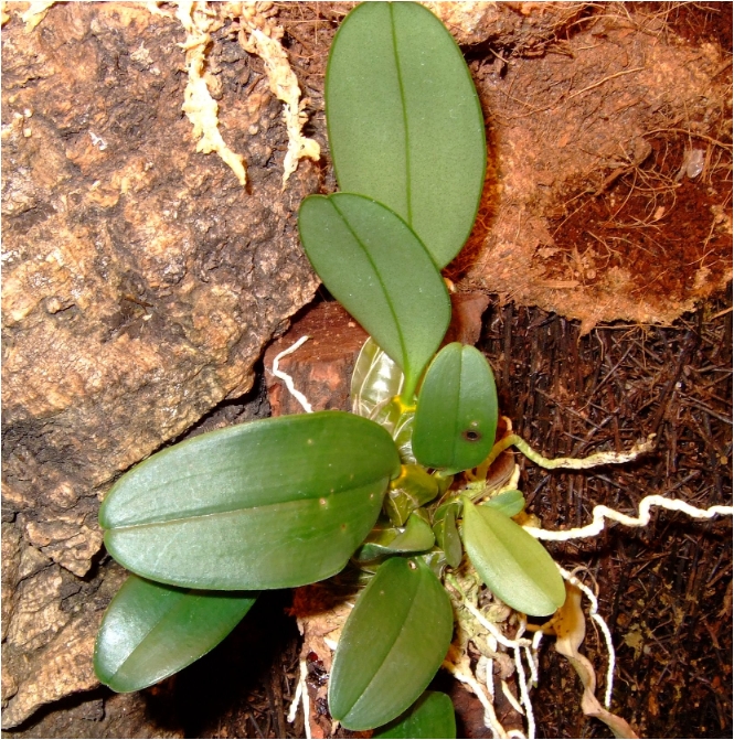 Dendrobium aggregatum