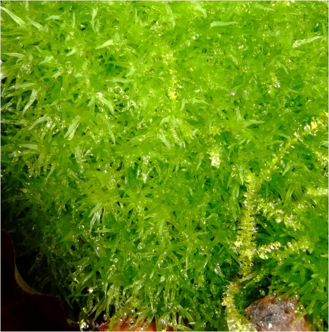 Dicranum sp.