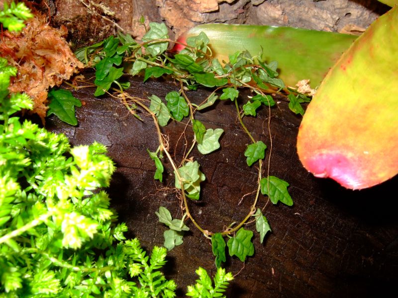 Ficus pumilia quadrifolia