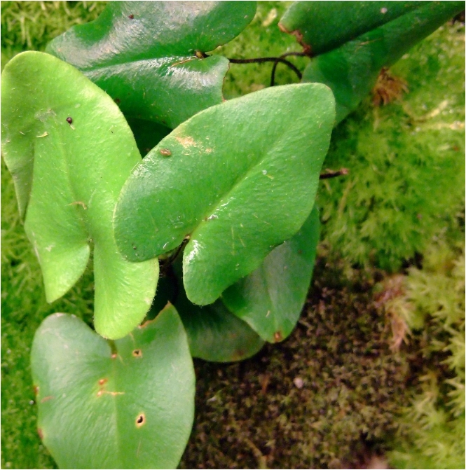 Hemionitis arifolia