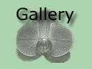 Gallery Page Button