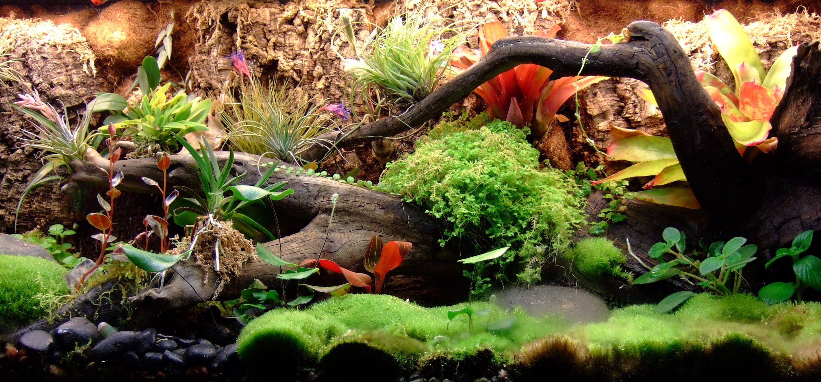 Terrarium - February 16, 2007