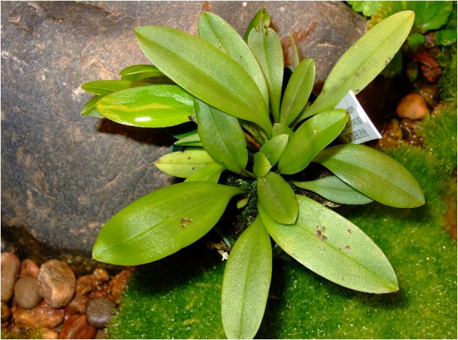 Masdevallias sp.