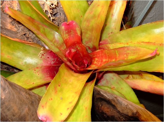 Neoregelia sp.