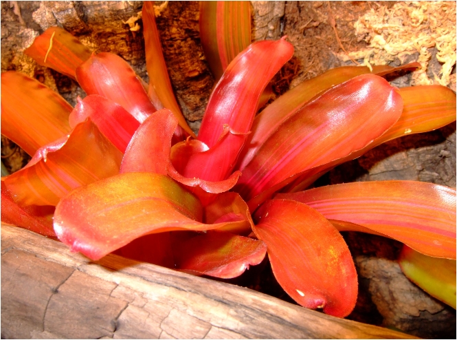 Neoregelia sp.