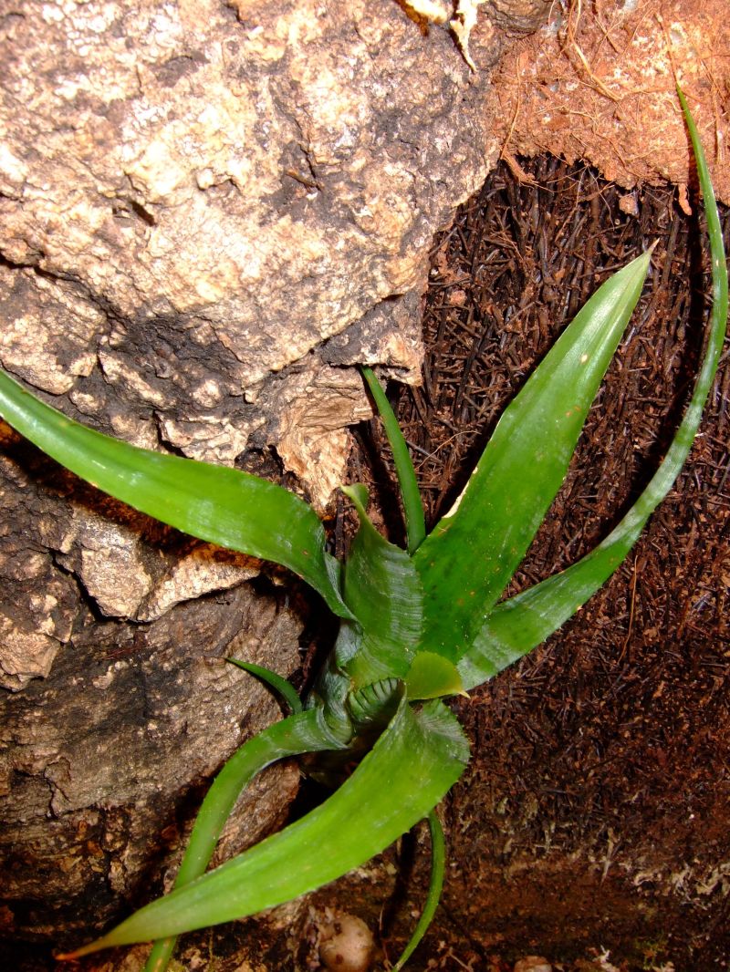Neoregelia pauciflora
