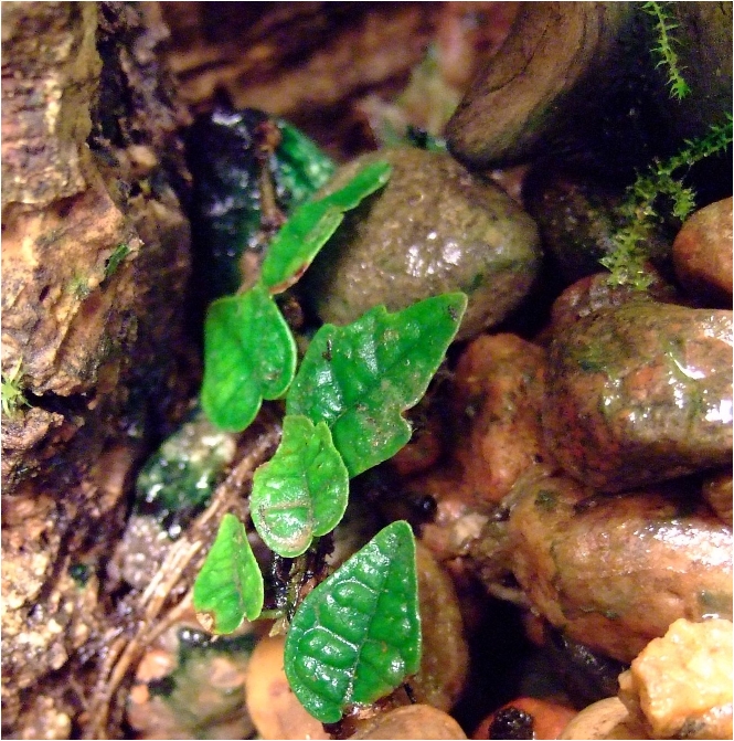 Ficus sp.
