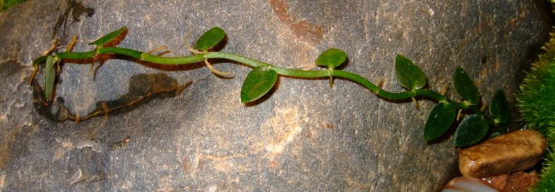 Rhaphidophora pachyphylla