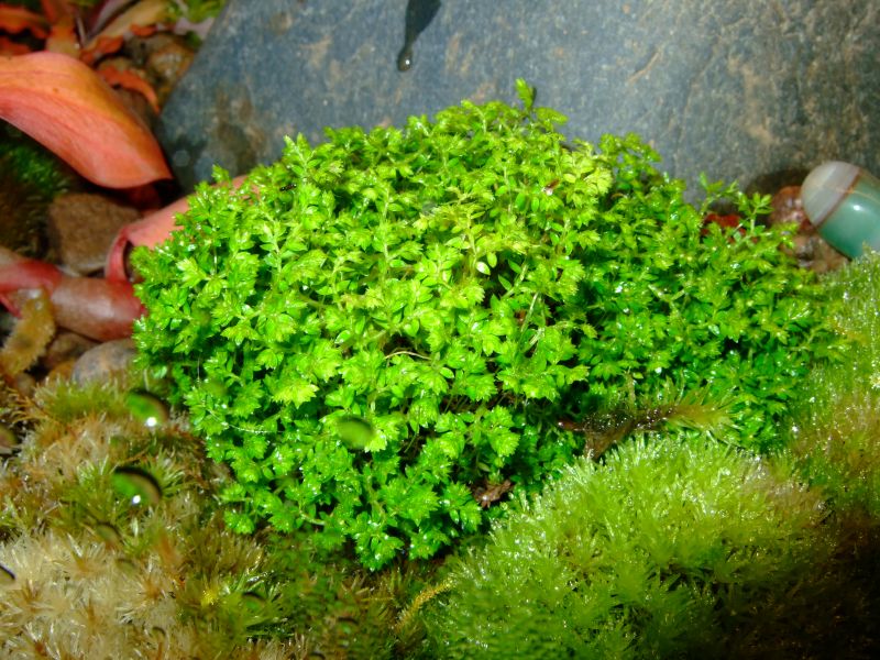 Selaginella apoda