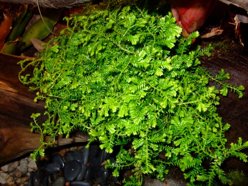 Selaginella kraussiana