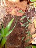 Cissus amazonica