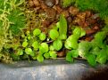 Plectranthus mummularis