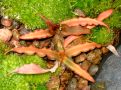 Cryptanthus sp.