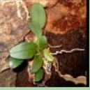 Dendrobium aggregatum