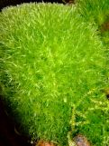 Dicranum sp.