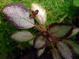 Episcia sp. "Silver Skies"