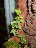 Hedera sp.