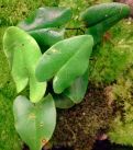 Hemionitis arifolia