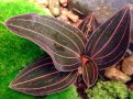 Ludisia discolor