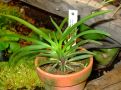 Neofinetia falcata