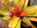 Neoregelia sp.