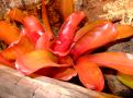 Neoregelia sp.