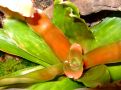 Neoregelia sp.