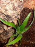 Neoregelia pauciflora