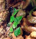 Ficus sp.