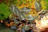 Peperomia metallica "Columbiana"
