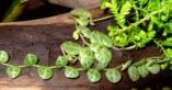 Peperomia prostrata