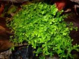 Selaginella kraussiana