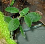 Streptocarpella sp. "Concord Blue"