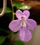 Streptocarpella bloom
