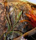Tillandsia sp.