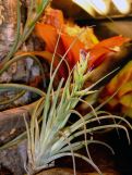 Tillandsia sp.