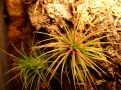 Tillandsia sp.