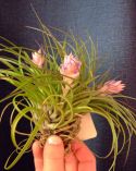 Tillandsia sp.