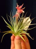 Tillandsia sp.