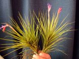 Tillandsia sp.