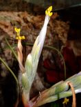 Tilandsia Flower