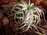 Tillandsia ionantha