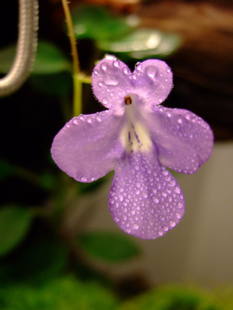 Streptocarpella bloom
