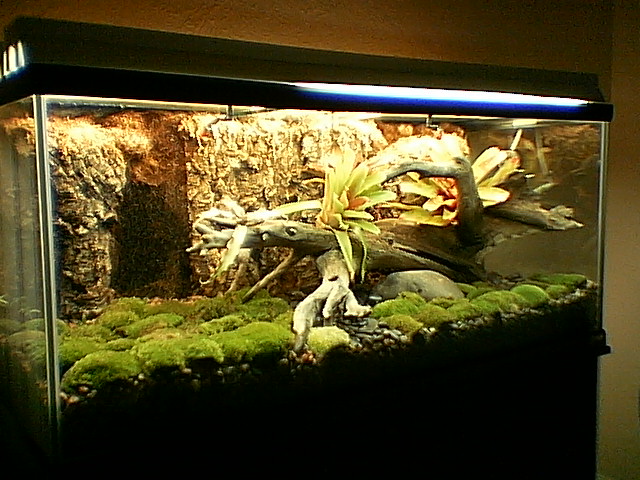 Terrarium June 23, 2006