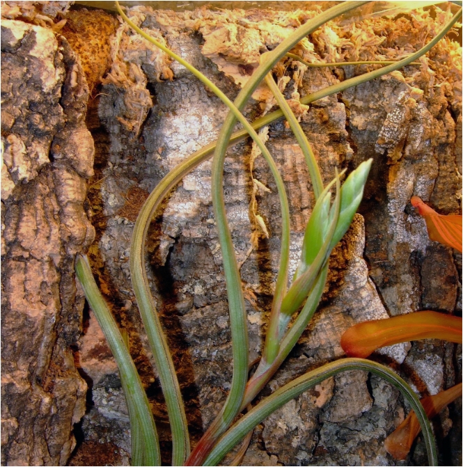 Tillandsia sp.