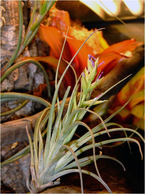 Tillandsia sp.