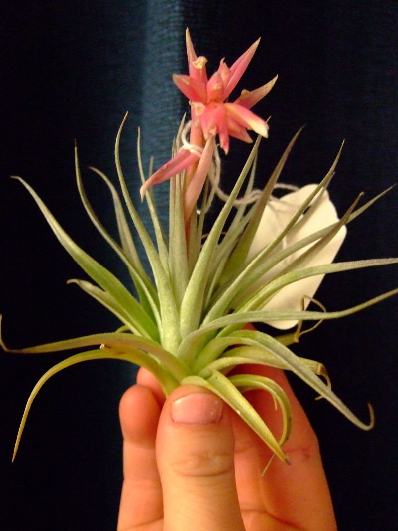 Tillandsia sp.